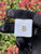 Cubic Zircon Initial Alphabet Nose Stud Piercing Jewelry Cubic Zircon Initial Alphabet Nose Stud Piercing Jewelry