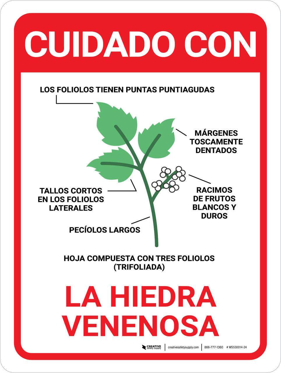 hiedra venenosa