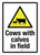 Cows With Calves In Field with Hazard Icon Portrait - Wall Sign