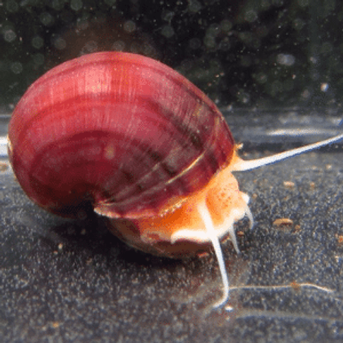Mystery Snails (Pomacea bridgesii)
