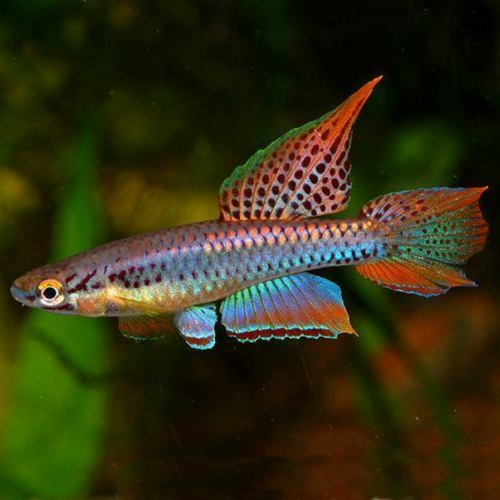 Two-Stripe Killifish (Aphyosemion bivittatum 'Funge')