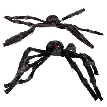 Hairy Black Spider