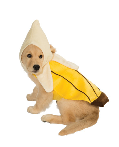 Banana Pet Costume. The costume includes a bright yellow jacket that wraps around your pet’s body, secured with a Velcro closure. A matching peeled banana-shaped headpiece completes the look, also with Velcro. Size Small is 14in chest, 11in neck to tail, recommended for Chihuahua, Pomeranian, Australian Terrier, Yorkshire Terrier, and Toy Poodle. Medium 17in chest, 15in neck to tail, recommended for Pug, Maltese, Jack Russel Terrier, French Bulldog, and Boston Terrier. Banana Pet Costume. The costume includes a bright yellow jacket that wraps around your pet’s body, secured with a Velcro closure. A matching peeled banana-shaped headpiece completes the look, also with Velcro. Size Small is 14in chest, 11in neck to tail, recommended for Chihuahua, Pomeranian, Australian Terrier, Yorkshire Terrier, and Toy Poodle. Medium 17in chest, 15in neck to tail, recommended for Pug, Maltese, Jack Russel Terrier, French Bulldog, and Boston Terrier.
