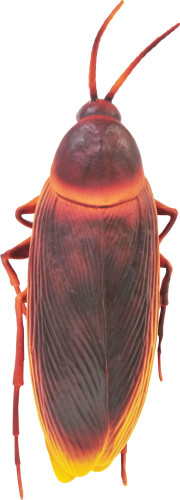 Apocalyptic Cockroach. This latex prop features a giant nasty brown cockroach with a bit of bright orange. Measures 12in.