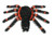 Two Tone Jumbo Tinsel Spider - Black with orange. This large spider made of shimmery tinsel and googly eyes is available in four styles: black or purple with orange or white details. Desired style not guaranteed. Measures 22.8in x 11.8in. The underside can lie flat against a wall. Shipping may be extra due to size.