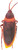 Apocalyptic Cockroach. This latex prop features a giant nasty brown cockroach with a bit of bright orange. Measures 12in.