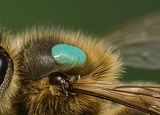 Using POSCA Markers to Mark Queen Bees