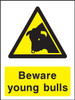 Beware young bulls