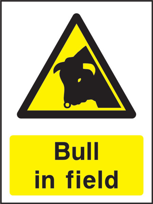 Bull in field