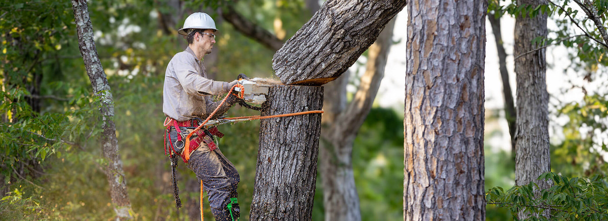 What is a Tree Climbing Harness Called?