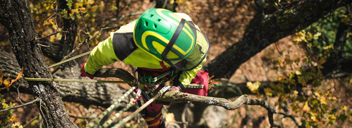 What is the safest device to use when climbing a tree?