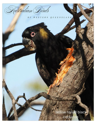Yellow-tailed black Cockatoo Australian Birds Of Western Queensland Cards