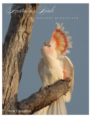 Pink Cockatoo Australian Birds Of Western Queensland Cards