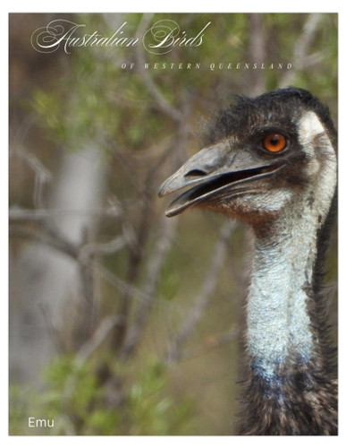 Emu Australian Birds Of Western Queensland Cards