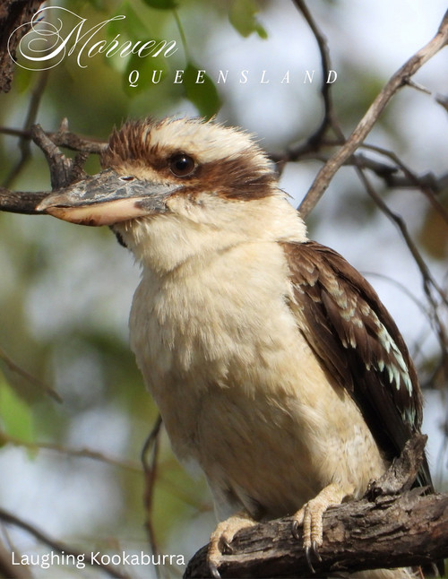 Laughing Kookaburra Australian Birds Of Western Queensland Cards