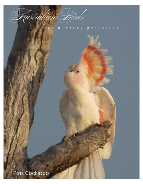 Pink Cockatoo Australian Birds Of Western Queensland Cards