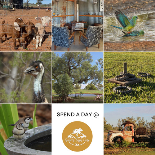 Spend a Day @ Gidgee's