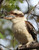 Laughing Kookaburra Australian Birds Of Western Queensland Cards