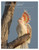 Pink Cockatoo Australian Birds Of Western Queensland Cards