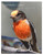 Red-capped Robin Australian Birds Of Western Queensland Cards