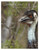 Emu Australian Birds Of Western Queensland Cards