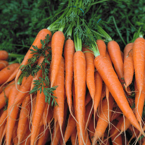 Fresh Picked Organic Carrots Fresh Picked Organic Carrots