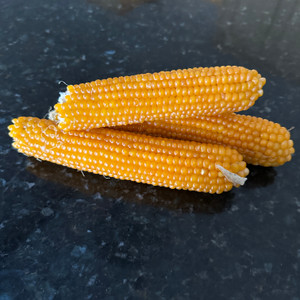 Popcorn - Heirloom On the Cob - 3-4cobs