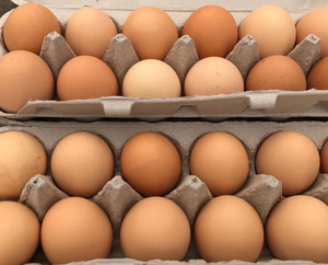 Dozen SCV Eggs Dozen SCV Eggs