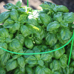 Fresh Basil Clamshell - .75oz
