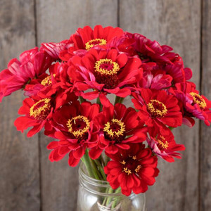 Meteor Zinnia Seeds - 1/32oz