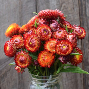 Fireball Strawflower Seeds - 1/64oz