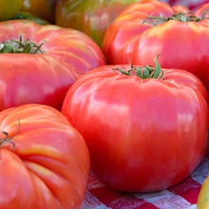 Brandywine Tomato Seeds - 1/10 GRAM