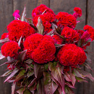 Red Flame Celosia - 50 SEEDS