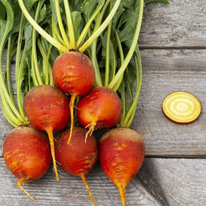 Touchstone Gold Beet - 100 SEEDS Touchstone Gold Beet - 100 SEEDS