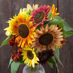Fireworks Blend Sunflower Seeds - 1/16 OZ Fireworks Blend Sunflower Seeds - 1/16 OZ