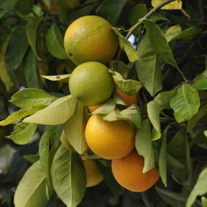 Oranges on Tree Ready to Harvest Oranges on Tree Ready to Harvest