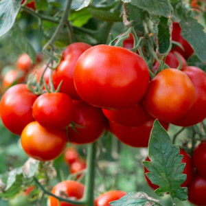 Slicer Tomatoes on the vine Slicer Tomatoes on the vine