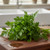 Italian Parsley - 1 Bunch