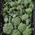 De Cicco Broccoli Seeds - 1/32 OZ