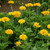 Golden Yellow Zinnia Seeds - 1/32 OZ