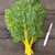 Sunset Chard Seeds - 1/16 OZ