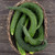 Suyo Long Cucumber Seeds - 1/16 OZ