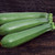 Dark Green Zucchini Seeds - 1/8 OZ
