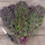 Curly Roja Kale Seeds- 1/32 OZ