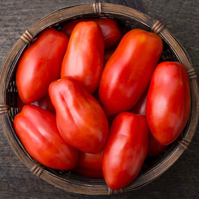 San Marzano Paste Tomato Seeds - 1/10 GRAM