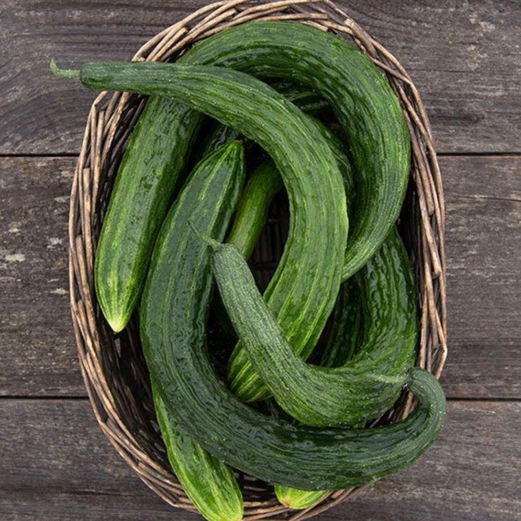 Suyo Long Cucumber Seeds - 1/16 OZ