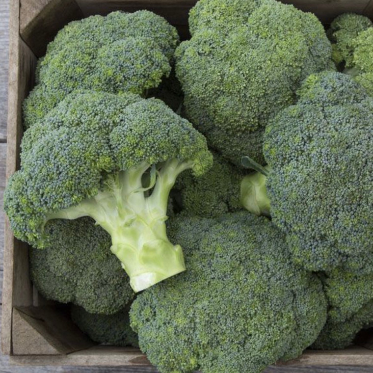 Covina F1 Broccoli - 25 SEEDS