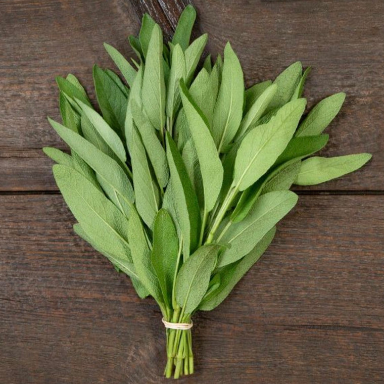 Sage Seeds- 1/32 OZ