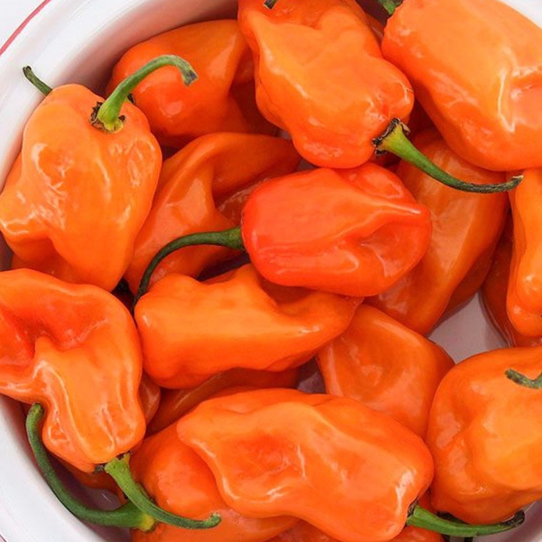 Magnum Habanero Pepper Seeds - 1/64 OZ