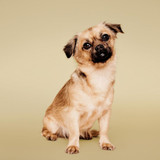 Paul Mitchell Pet Soothing Oatmeal No-Rinse Shampoo Foam 250ml